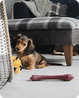 Blizzard Dachshund Parka