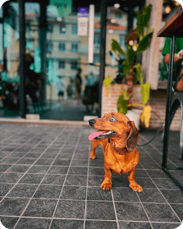 Quilted Dachshund Coat