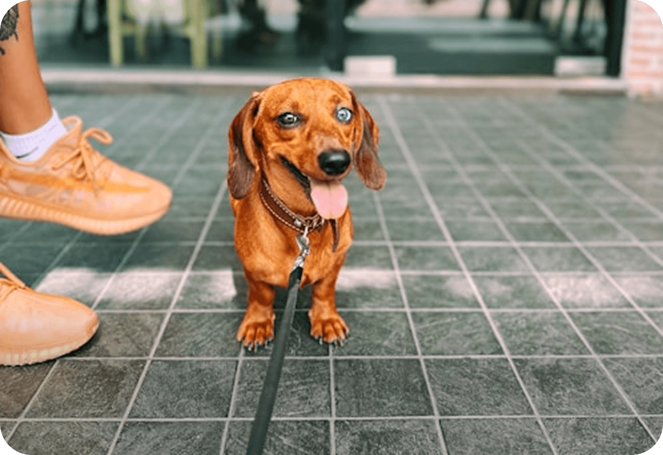 Blizzard Dachshund Parka