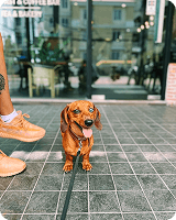 dog