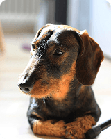 dog