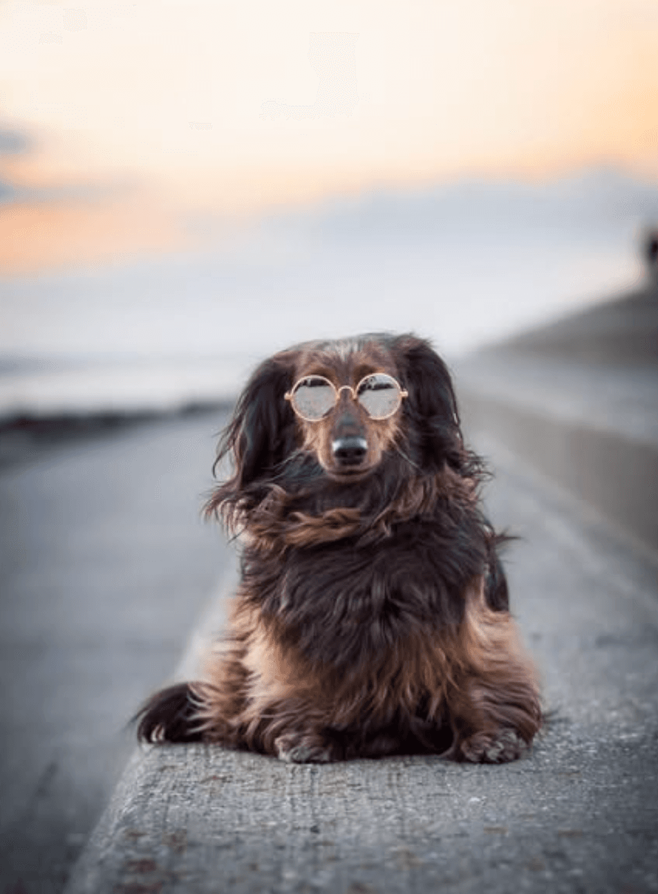 minimollysausage instagram