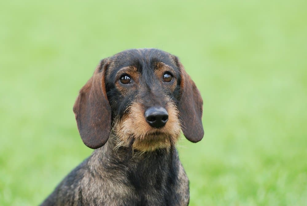 About Wirehaired Dachshund with dark wiry coat on grass – Dachshund Lovers