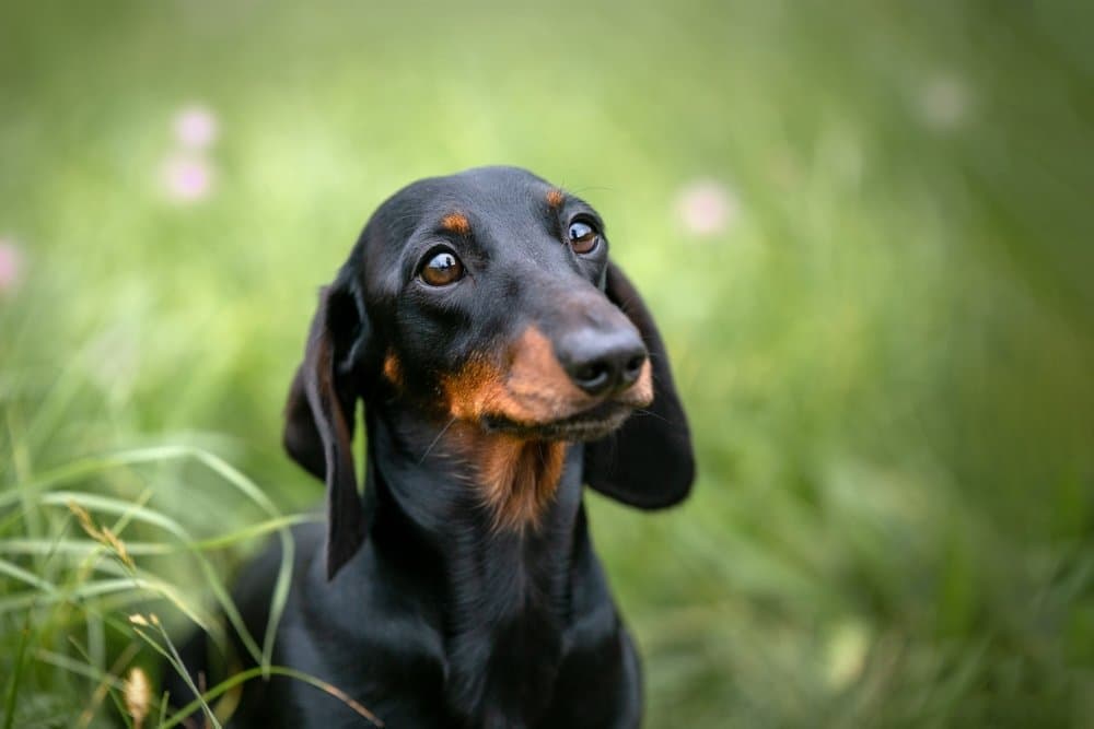 Black and tan dachshund sitting in a lush green field with a curious expression – Dachshund Lovers