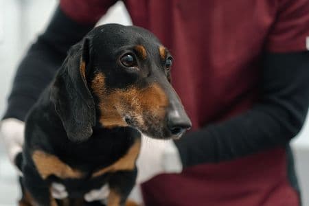 Dachshund Hip Dysplasia – black and tan Dachshund being examined by veterinarian for hip joint discomfort – Dachshund Lovers