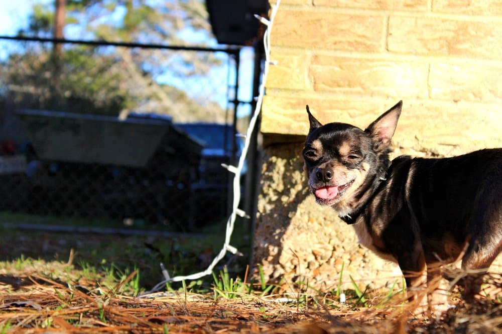 Chiweenie Health – healthy Chiweenie standing outside in the sun smiling – Dachshund Lovers