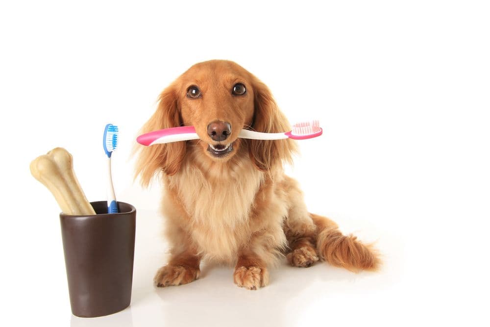 Dachshund Bad Breath – long-haired Dachshund holding toothbrush in mouth beside dental cup and chew bone – Dachshund Lovers