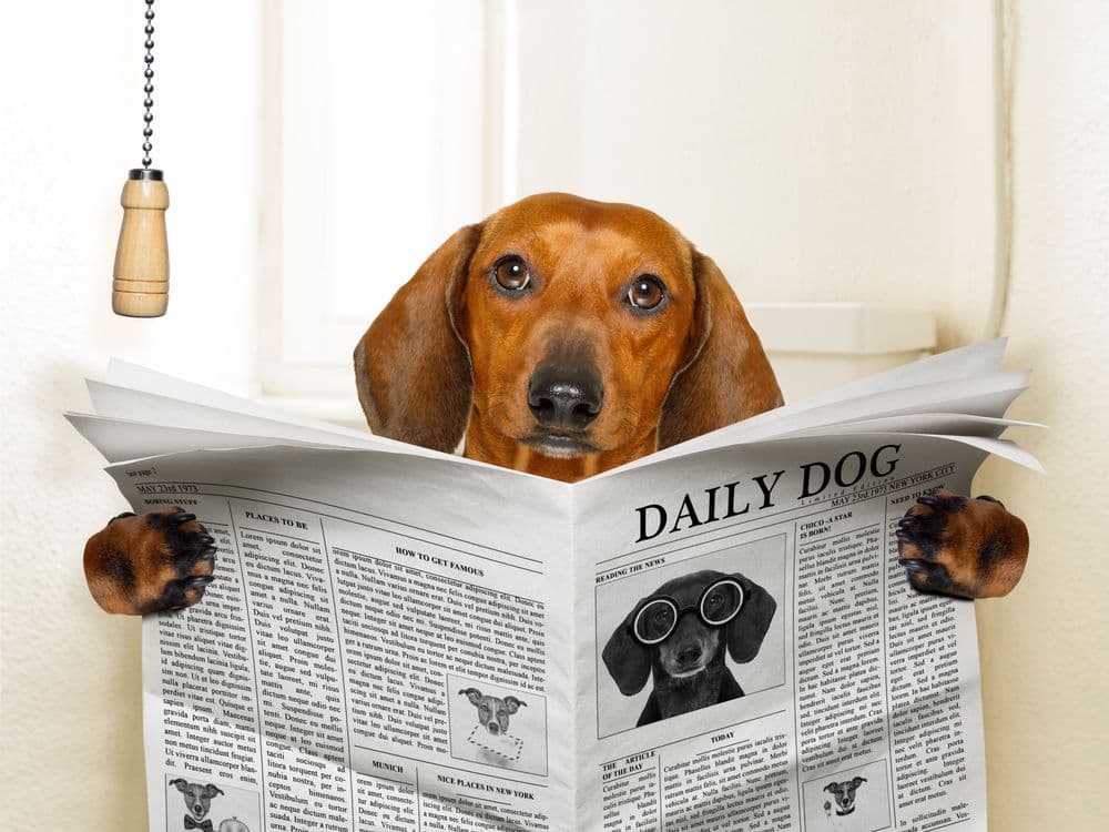 Dachshund Constipation – red Dachshund humorously sitting with newspaper in bathroom reading 'Daily Dog' – Dachshund Lovers
