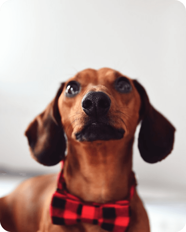 puppy