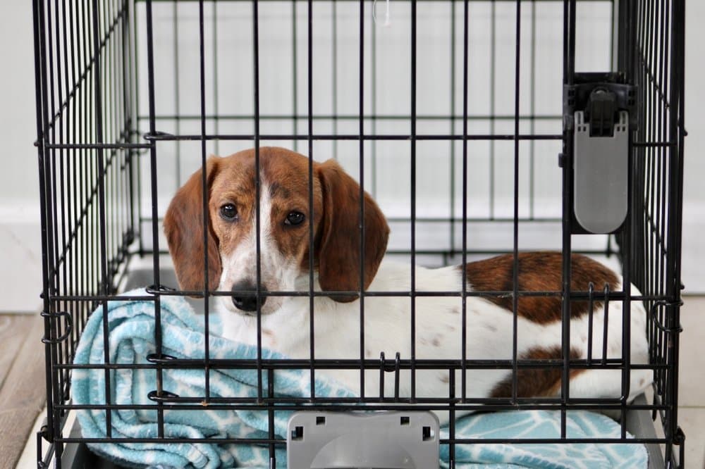 How to Crate Train a Dachshund – brown and white Dachshund lying in crate on a soft blue blanket – Dachshund Lovers