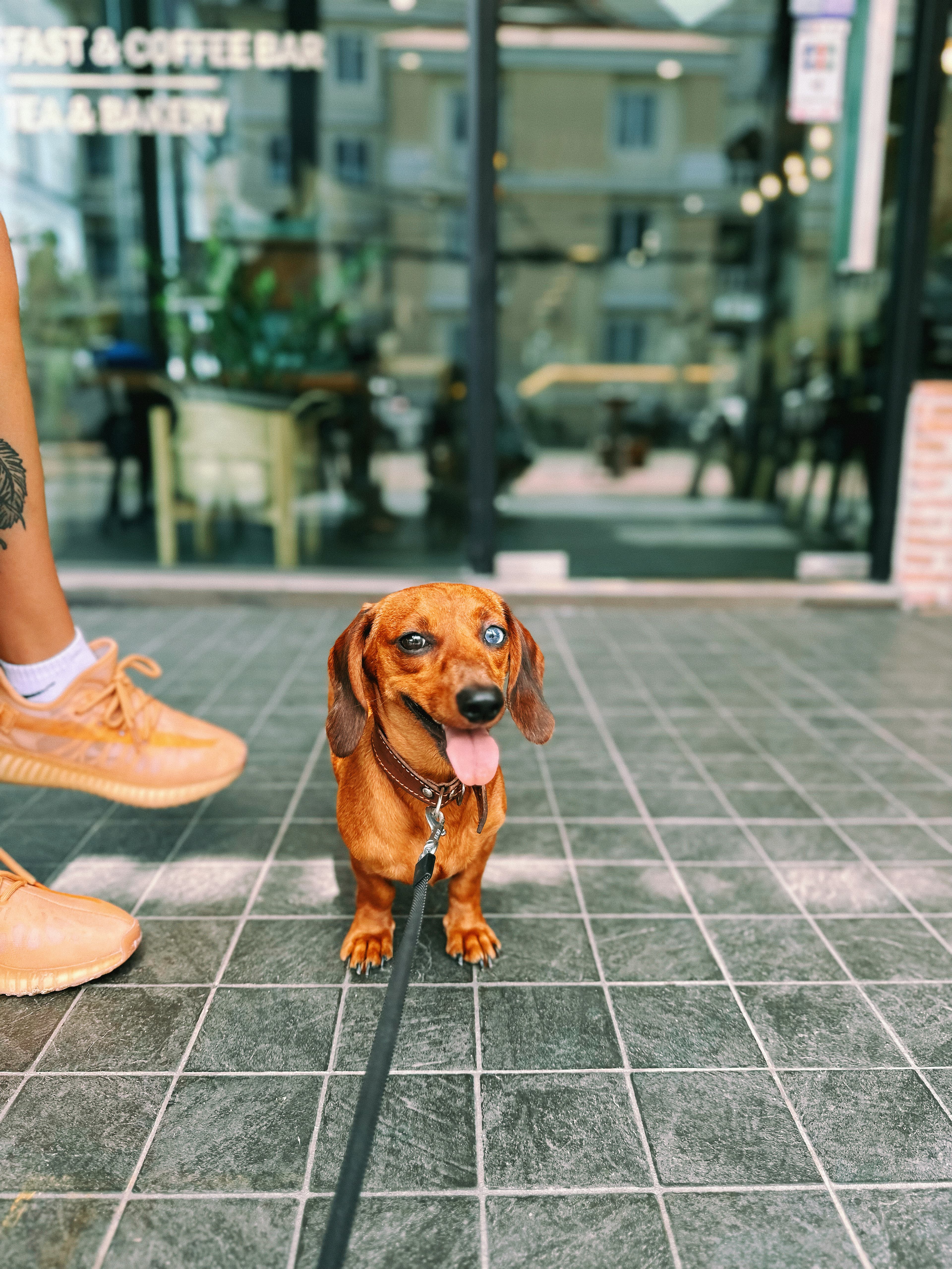 puppy