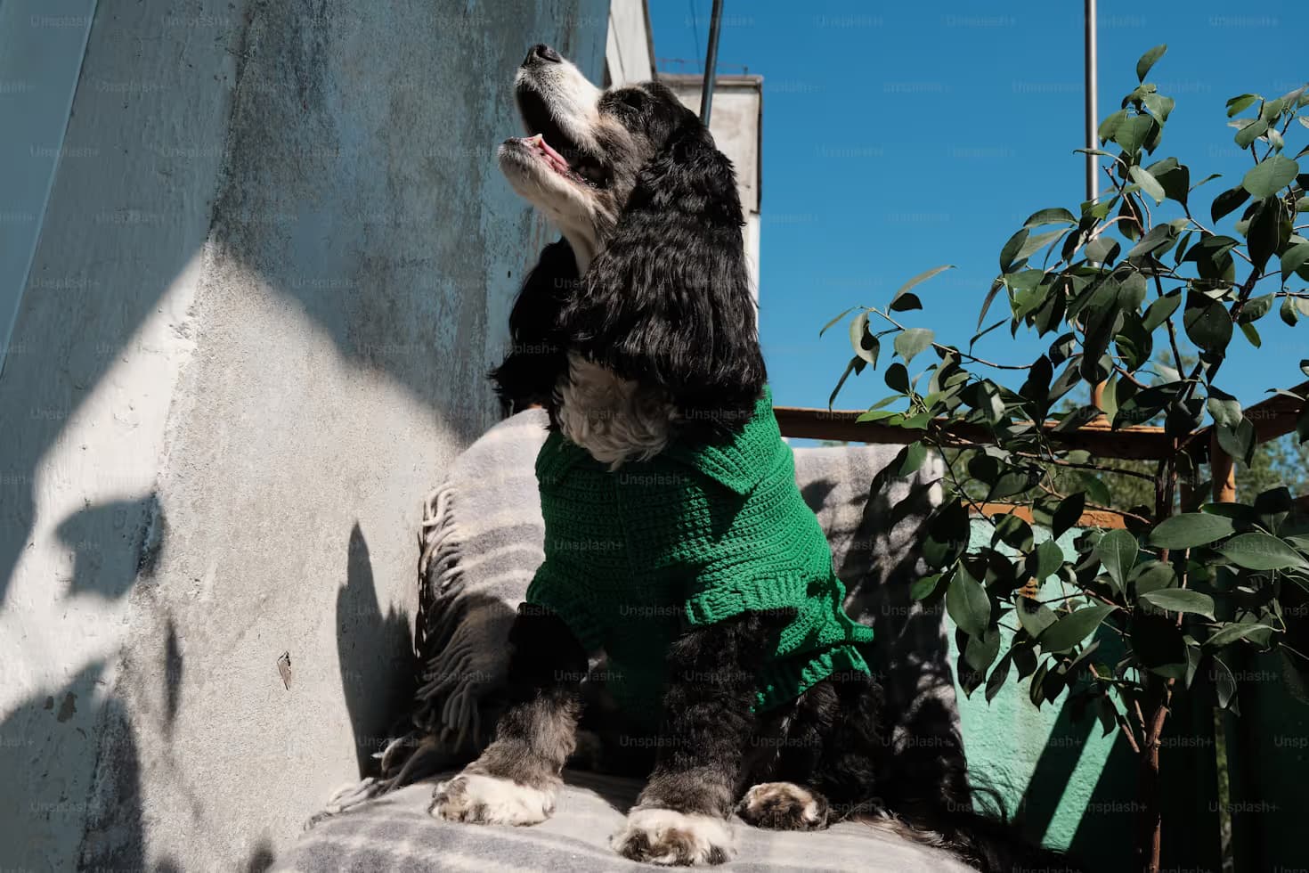 sitting dog