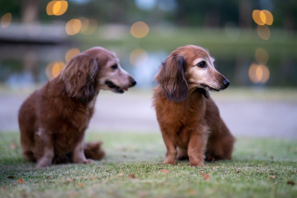 Sable Long-Haired Dachshunds sitting on grass at sunset in a peaceful park – Dachshund Lovers