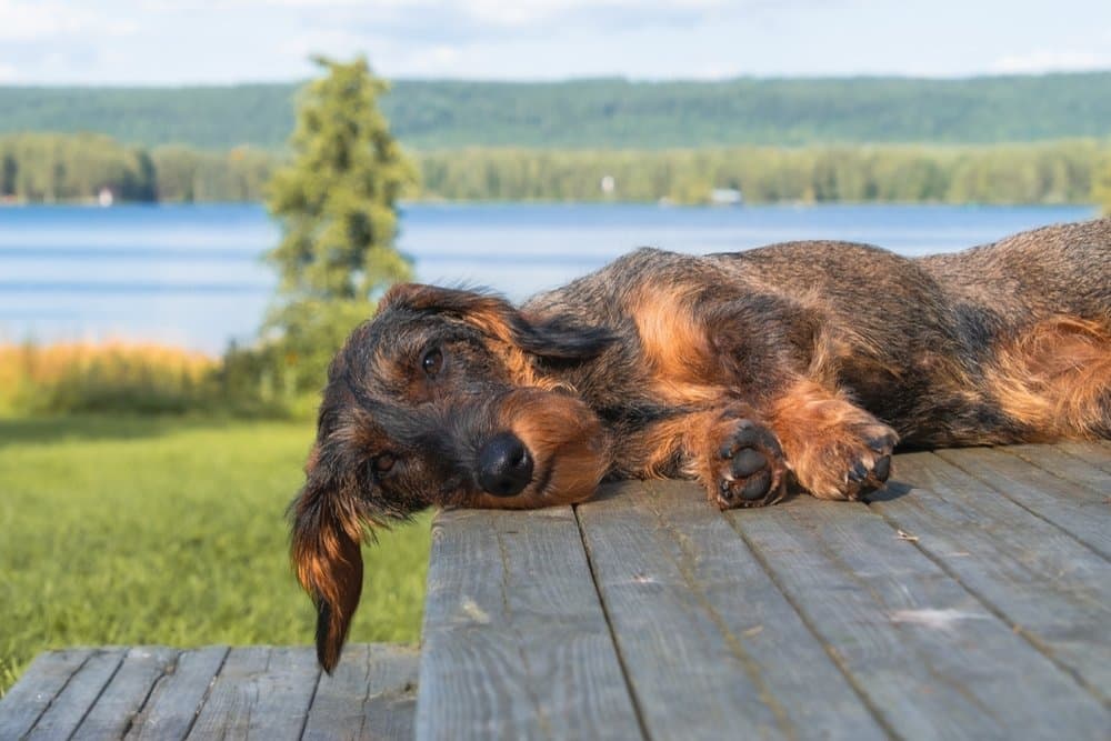 Red Sable Dachshund resting on a soft grey couch beside a blue pillow – Dachshund Lovers