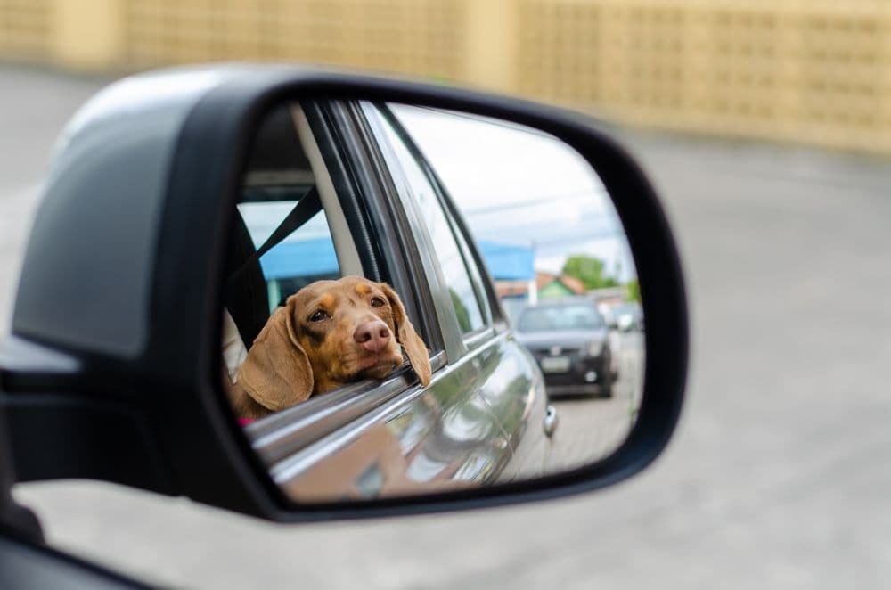 Traveling with a Dachshund – brown Dachshund resting head on car window while looking out of side mirror during road trip – Dachshund Lovers