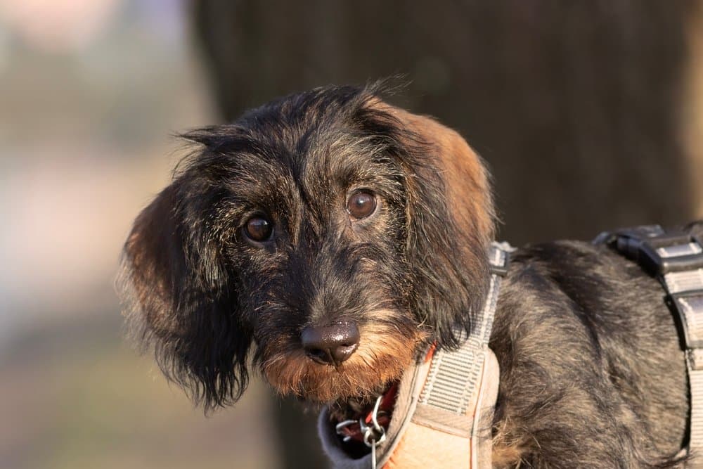 Wirehaired Dachshund puppy with coarse fur wearing harness – Dachshund Lovers