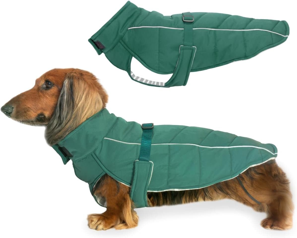 Dachshund Puffer Dog Jacket Lafayette Green Django