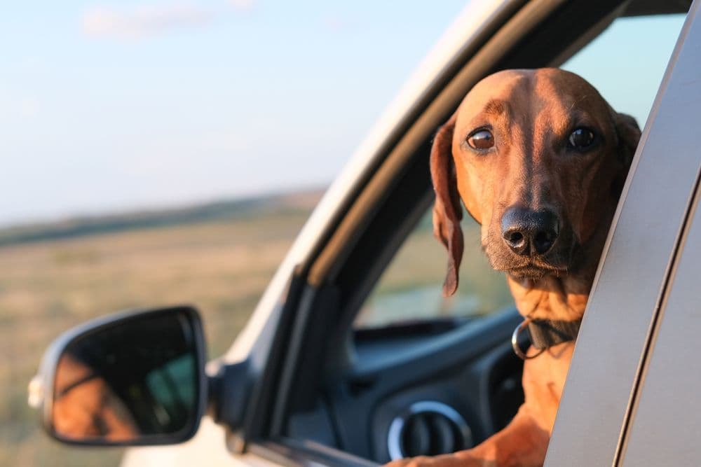 Dachshund Road Trip – brown Dachshund looking out car window during countryside drive – Dachshund Lovers