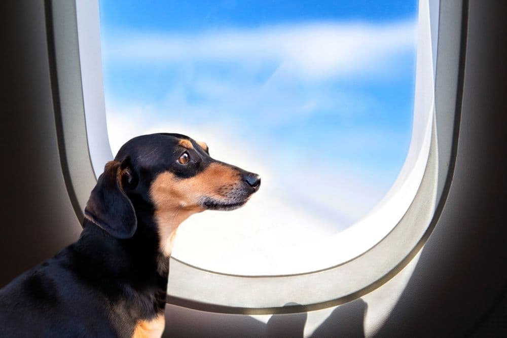 Flying with a Dachshund – black and tan Dachshund looking out airplane window during flight with blue sky background – Dachshund Lovers