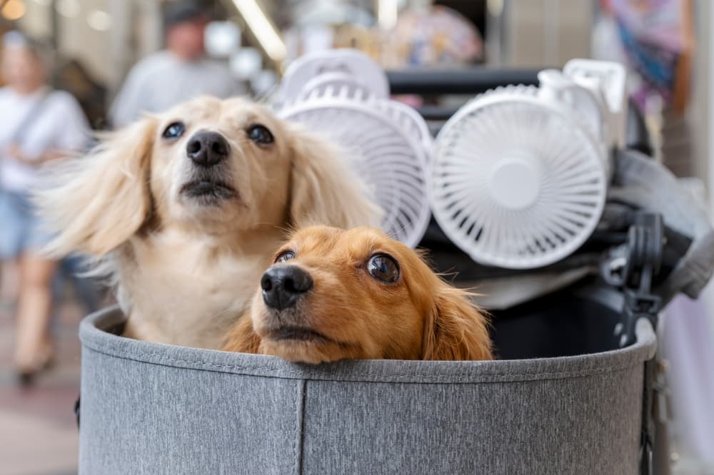 two dachshunds in a shopping bag looking out
